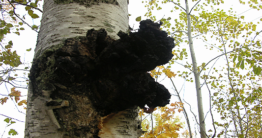 Chaga